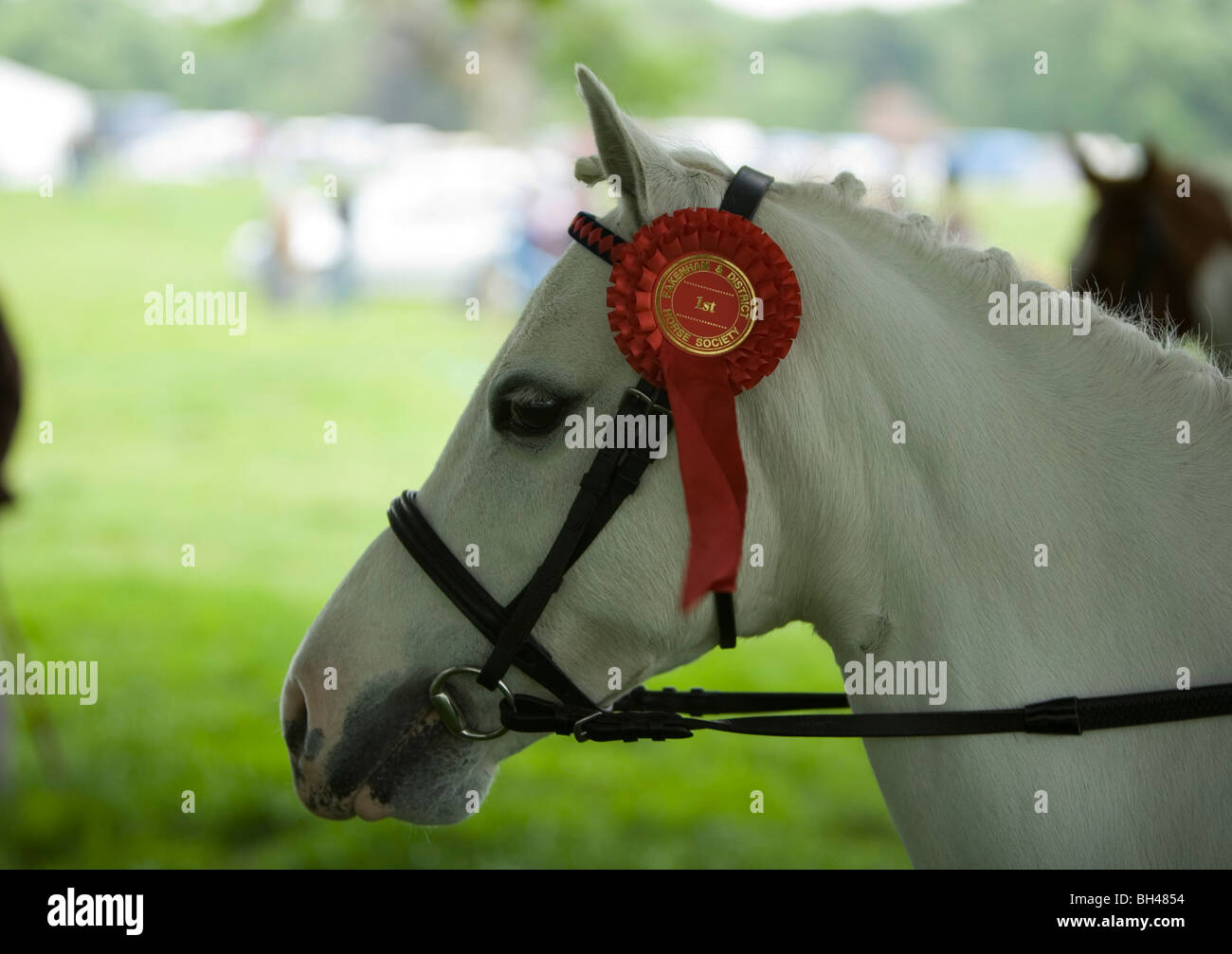 Vincente cavallino bianco a Norfolk Horse Show con rosette. Foto Stock