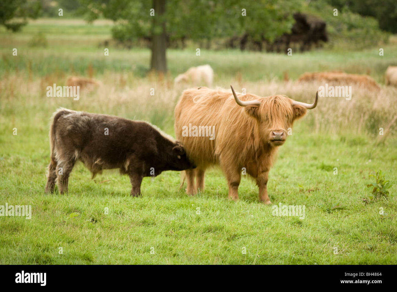 Mucca marrone e alimentazione di vitello in prato in luglio. Foto Stock