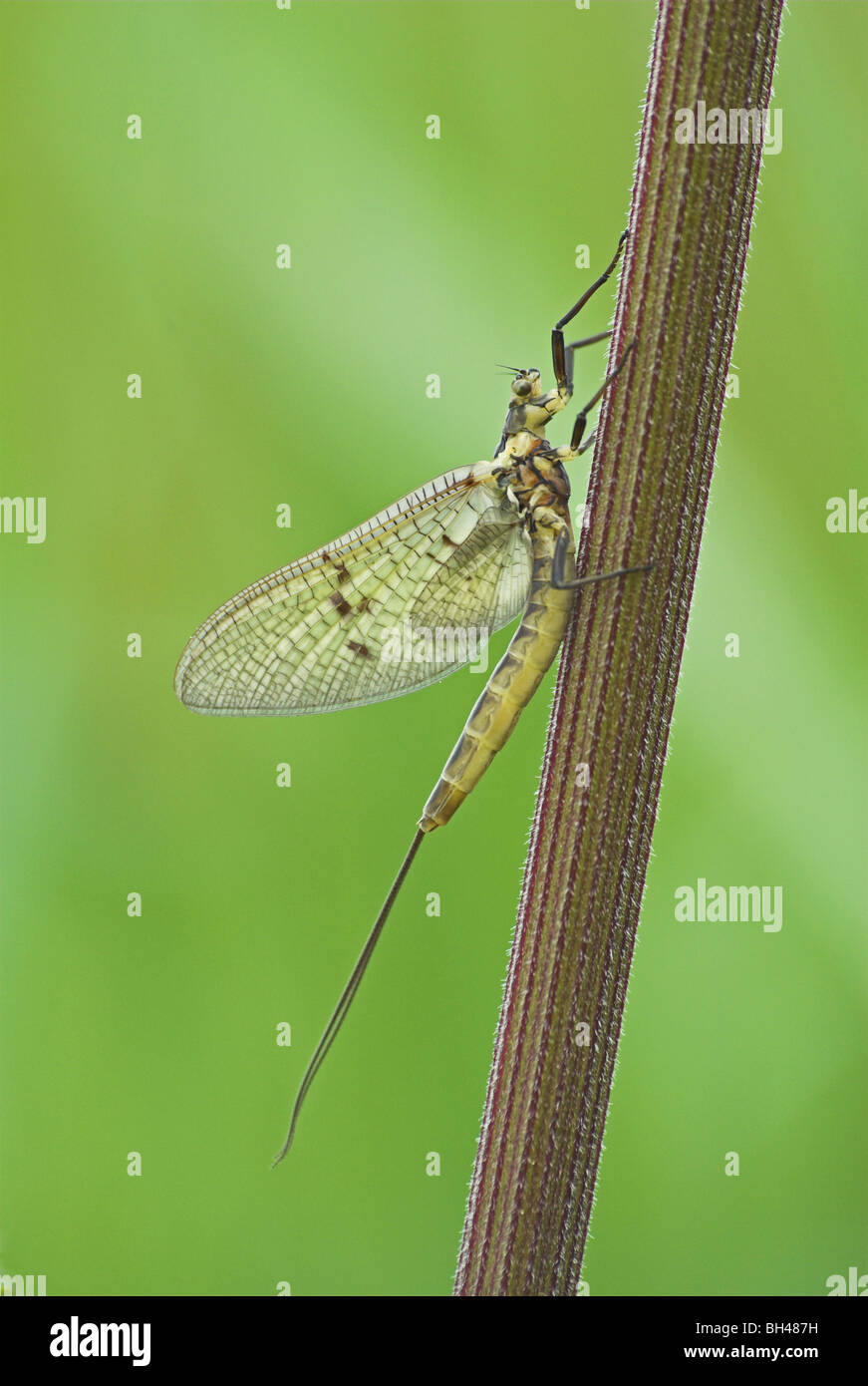 Appena emerse mayfly (Ephemera danica) sulle rive della tomaia Great Ouse. Foto Stock