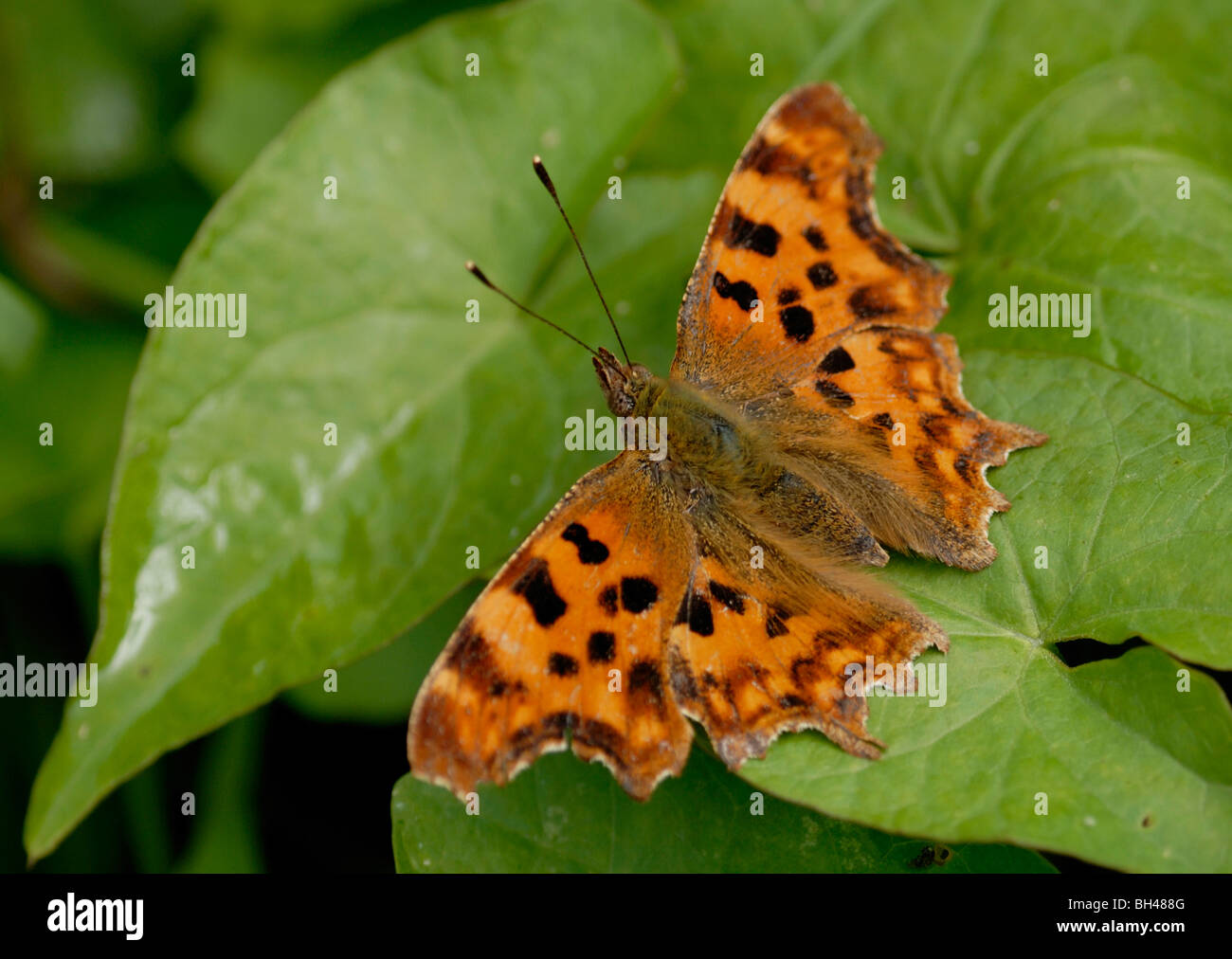 Virgola (Polygonia c-album) in appoggio sulla lamina. Foto Stock
