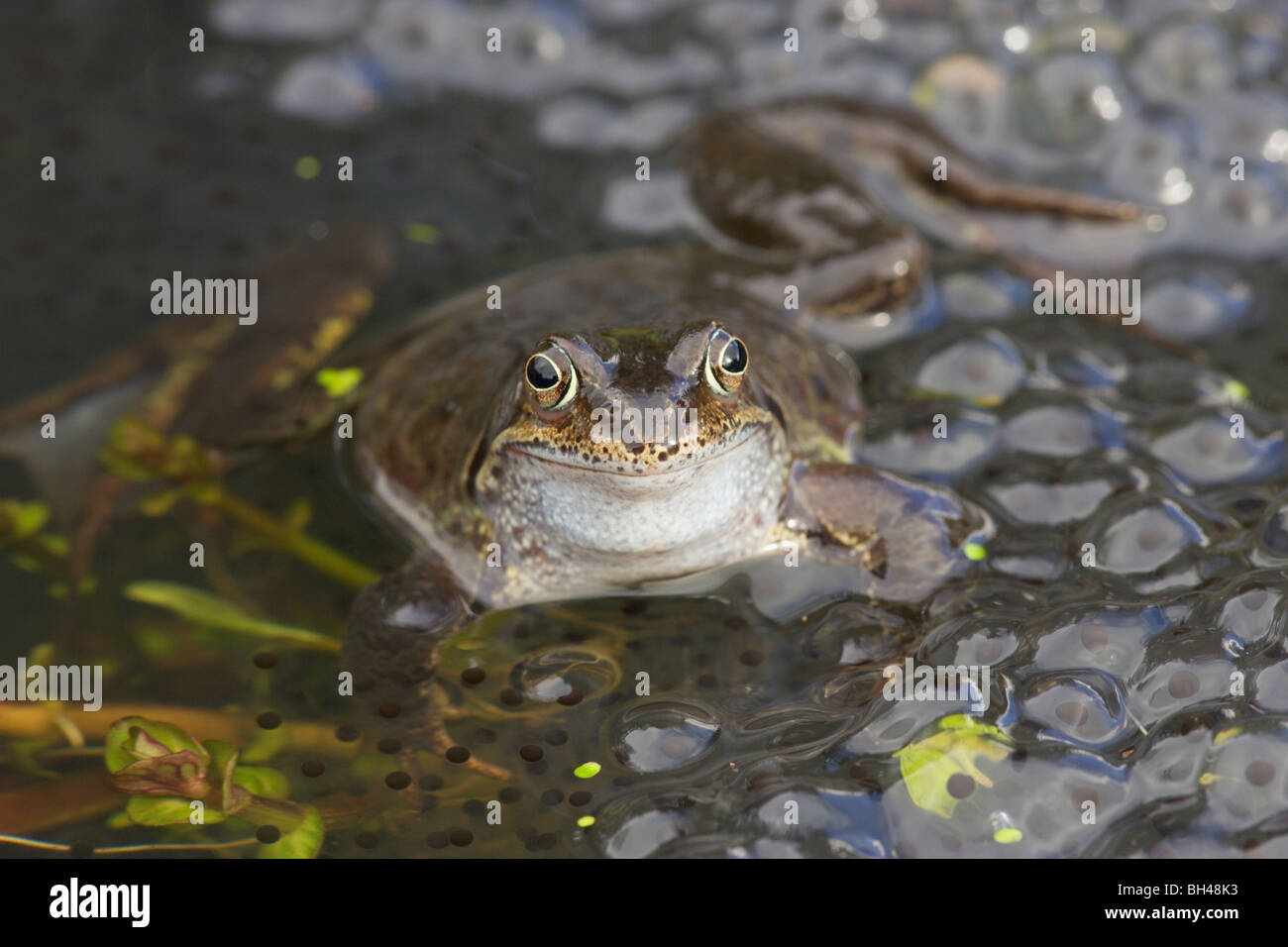 Rana comune (Rana temporaria) maschio con frogspawn. Foto Stock