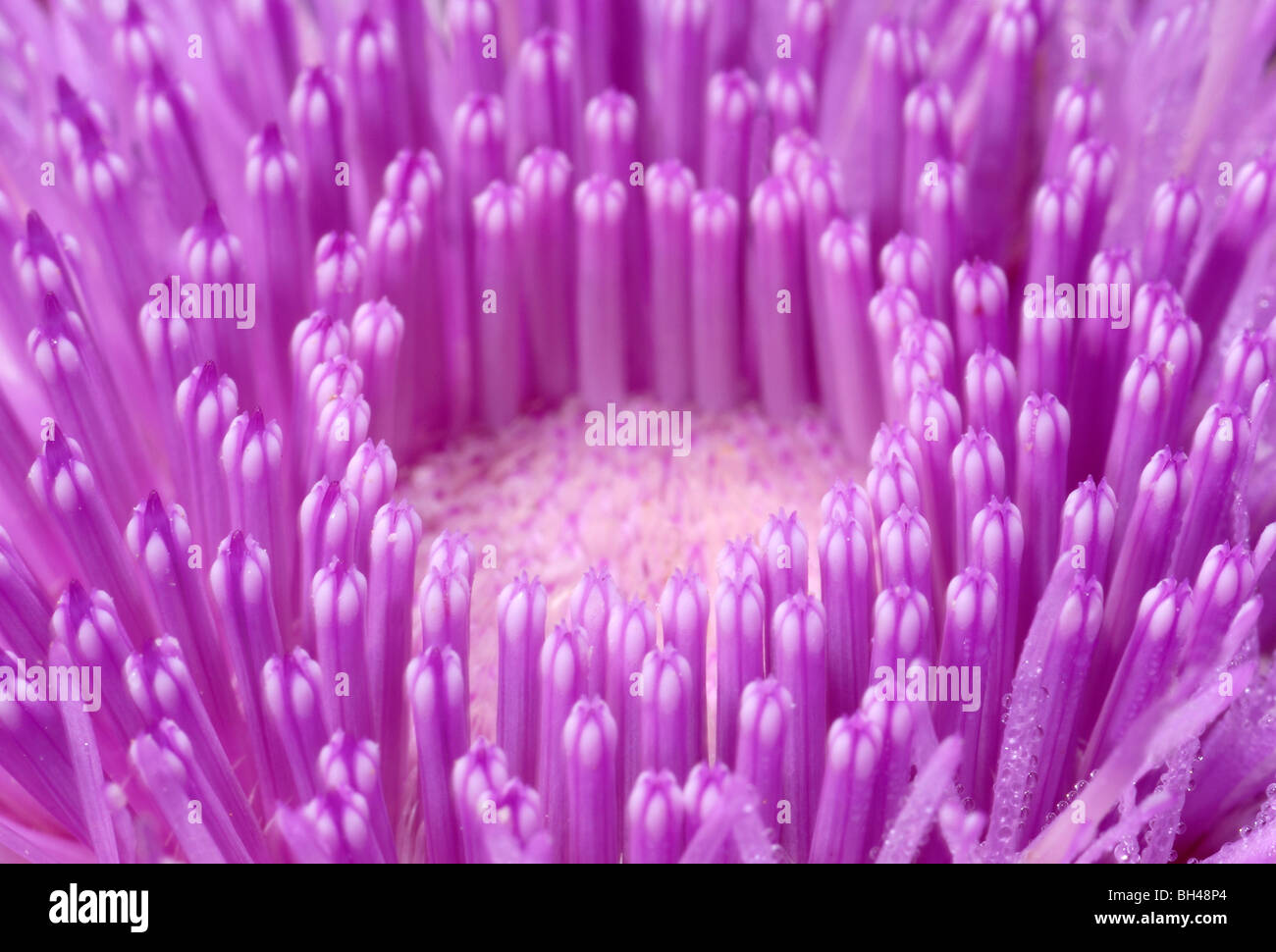 Musk thistle (Carduus nutans). Macro immagine astratta di centro del fiore che mostra complessa struttura. Foto Stock