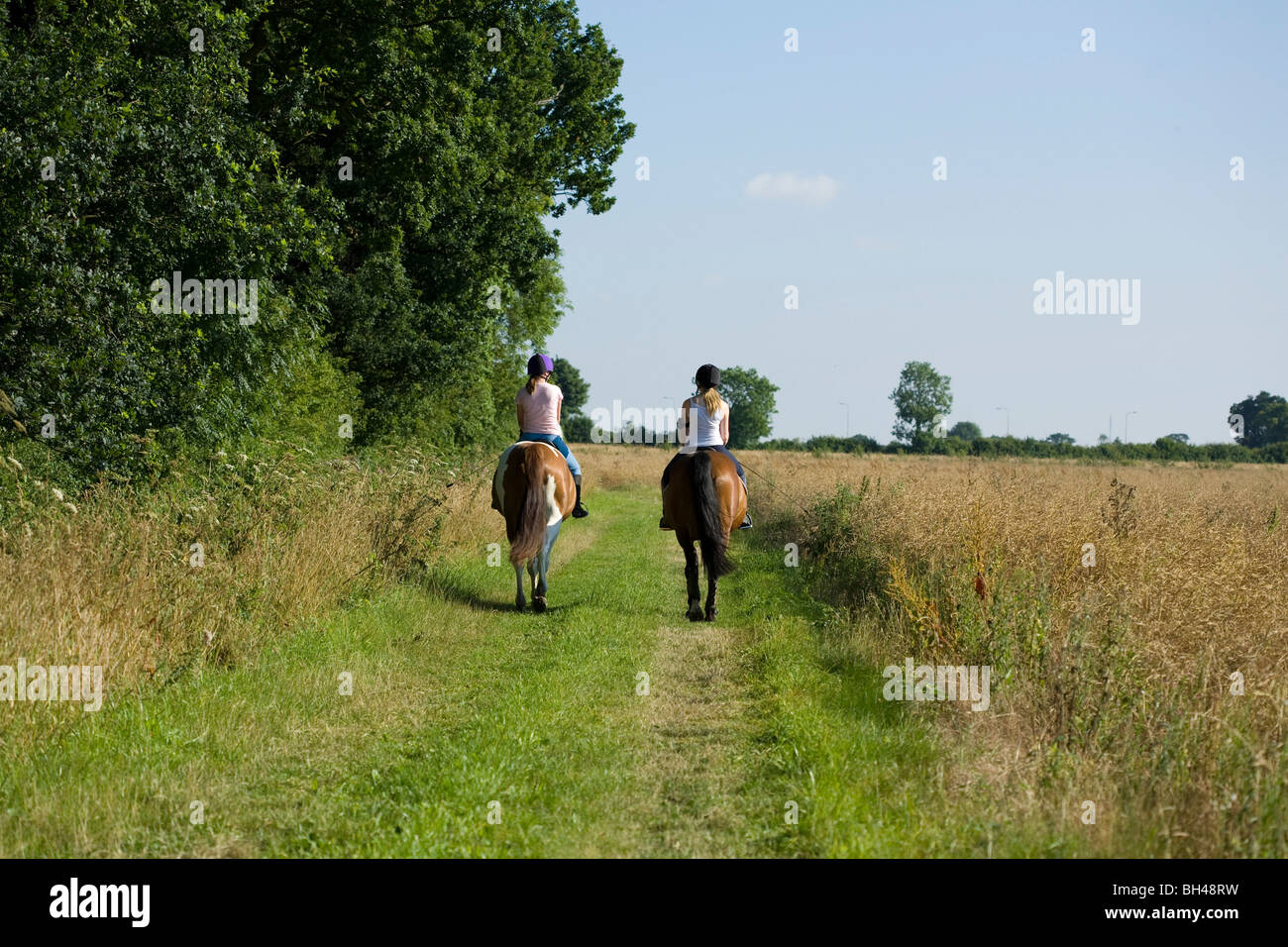 Piacevoli passeggiate a cavallo su Norfolk farm. Foto Stock