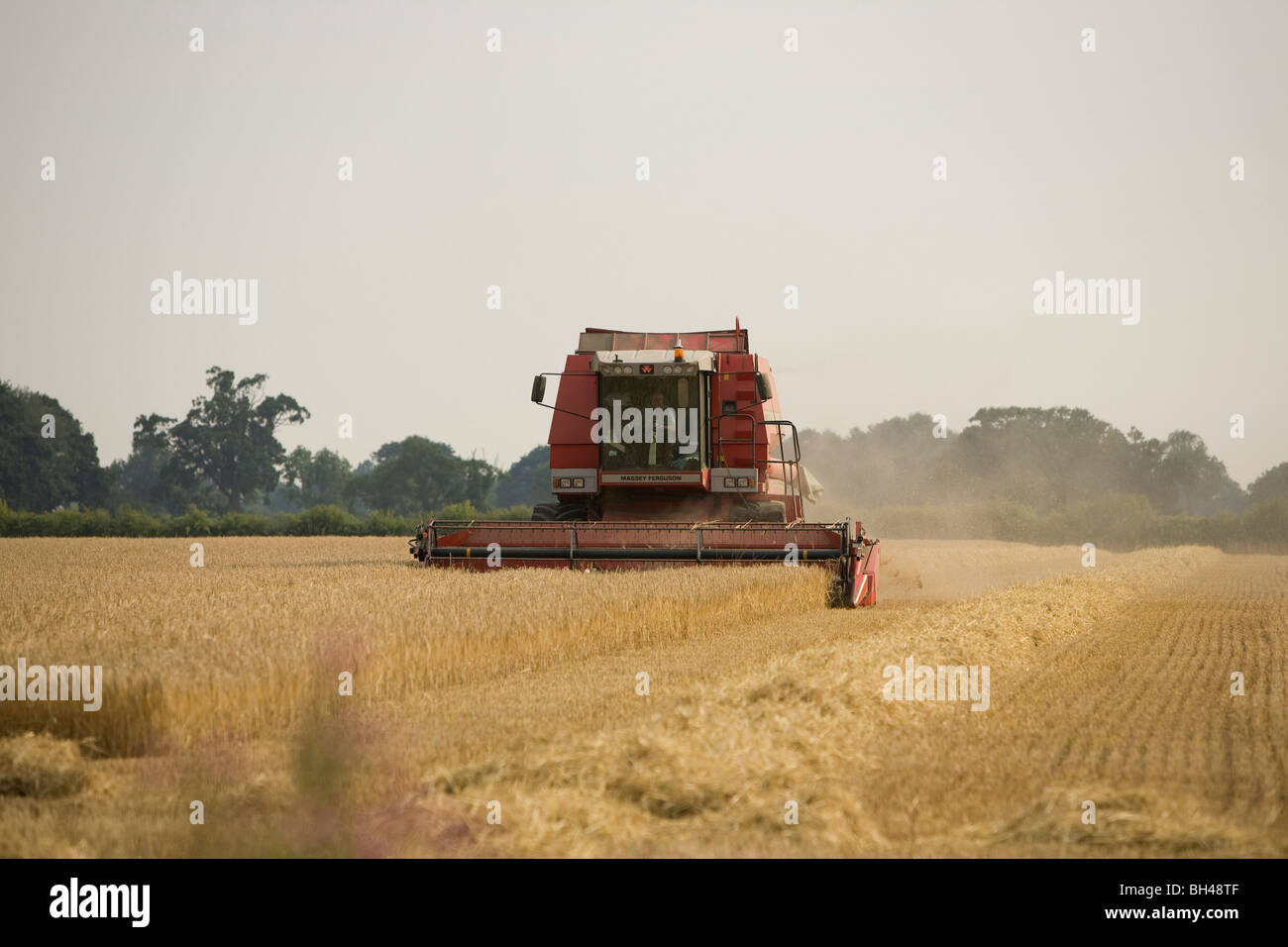 Red mietitrebbia su Norfolk farm in luglio. Foto Stock