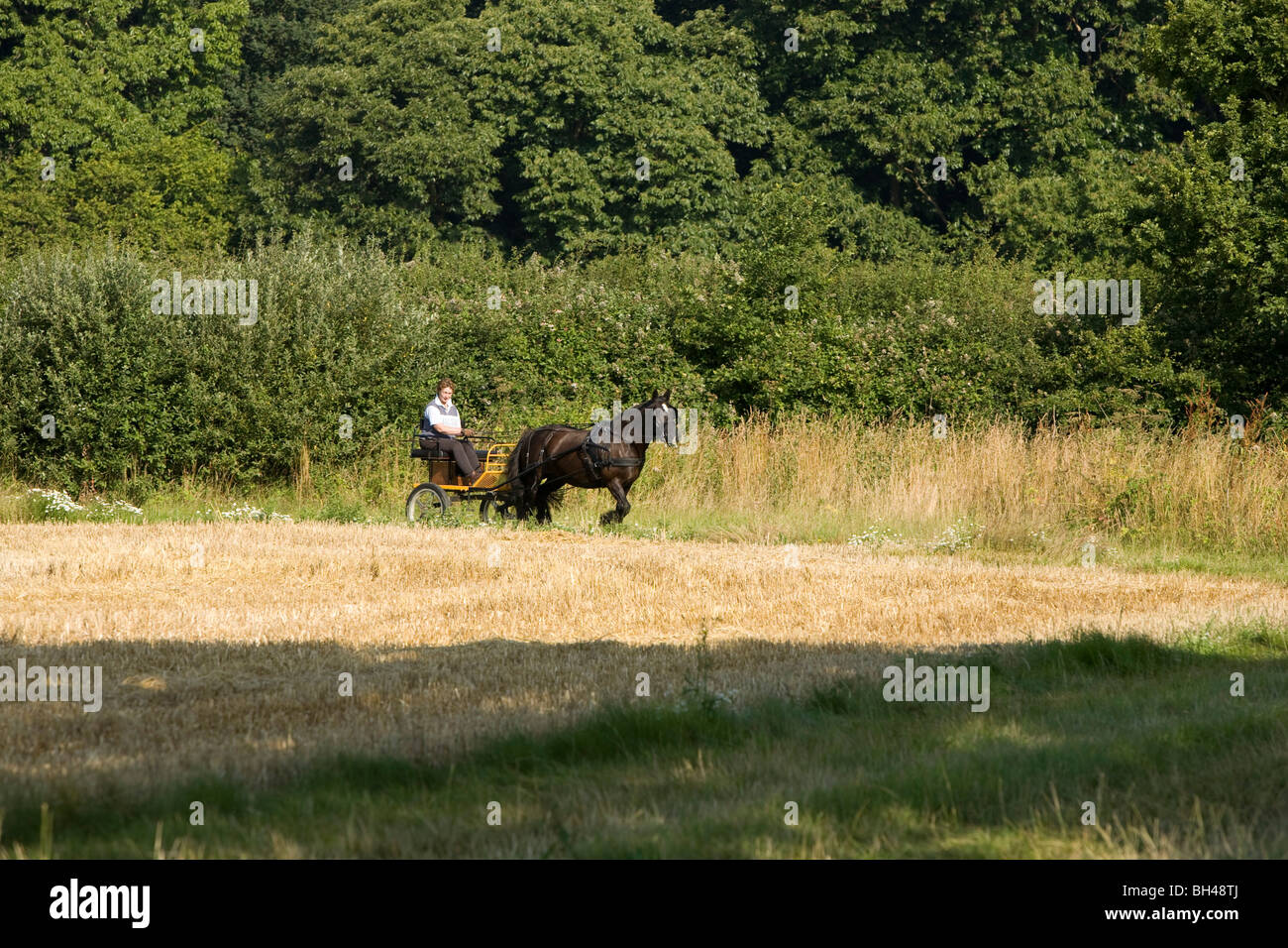 Signora con pony e trappola su Norfolk farm in luglio. Foto Stock