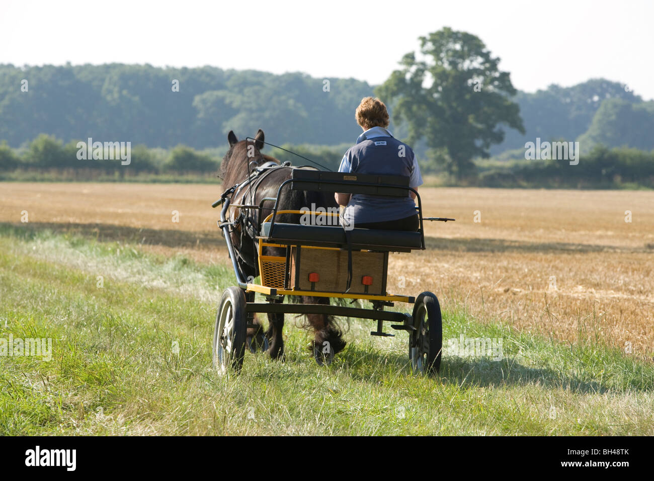 Signora con pony e trappola su Norfolk farm in luglio. Foto Stock