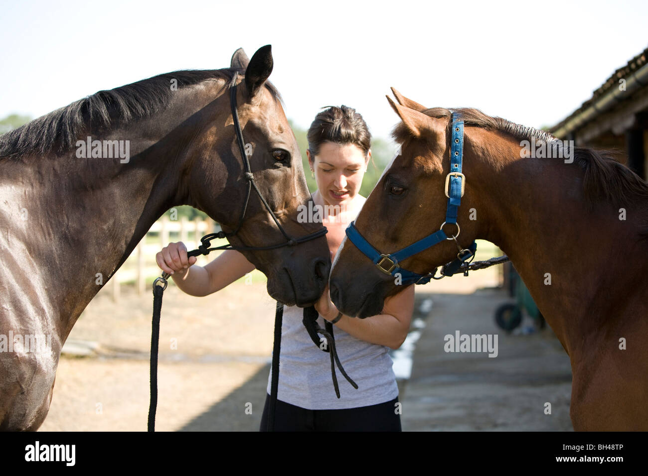 Signora con due cavalli guardando ogni altra amorevolmente su Norfolk farm in luglio. Foto Stock