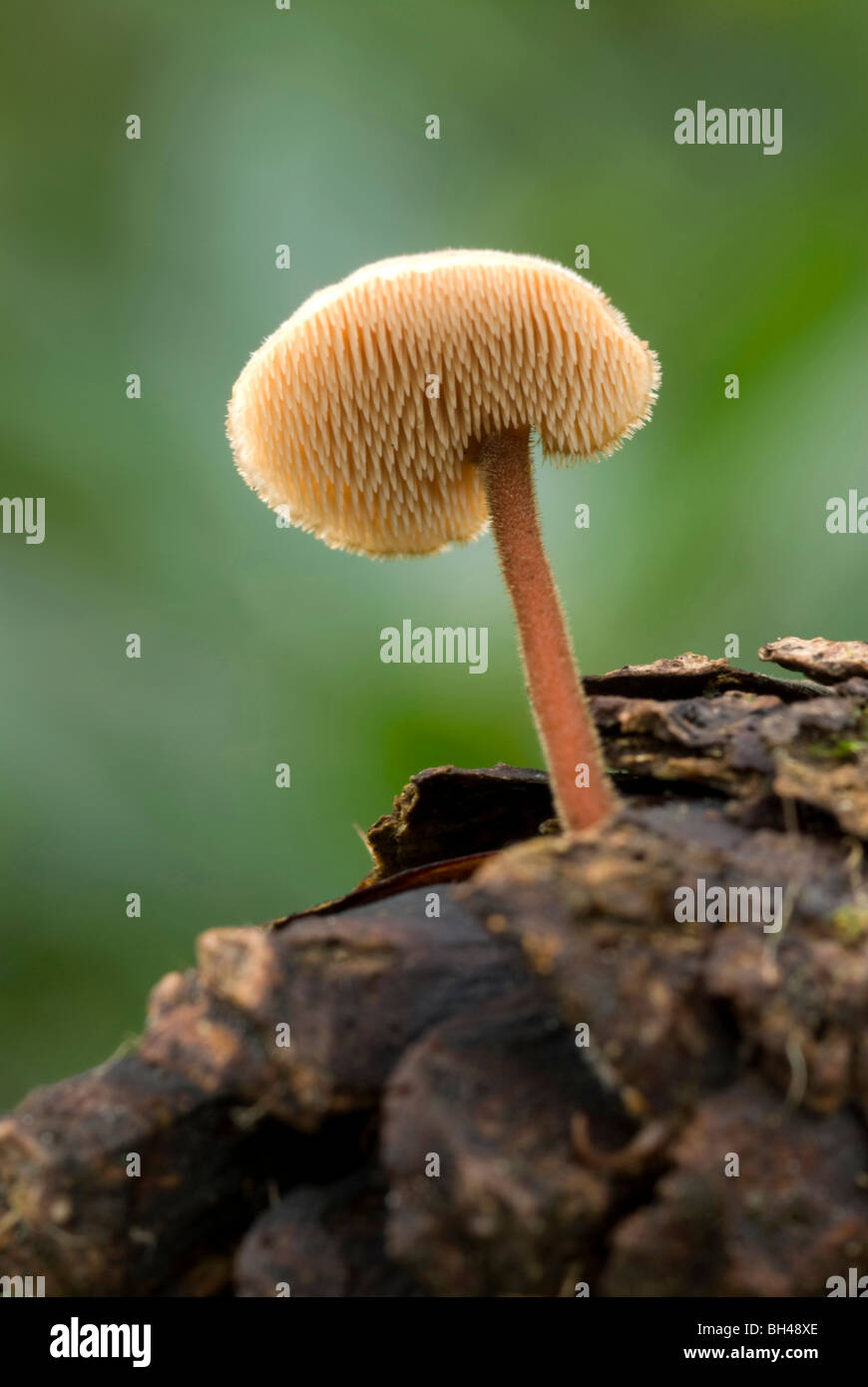 Orecchio fungo di prelievo (Auriscalpium vulgare) mostra spine sulla parte inferiore. Crescente sul cono di pino nel bosco. Foto Stock