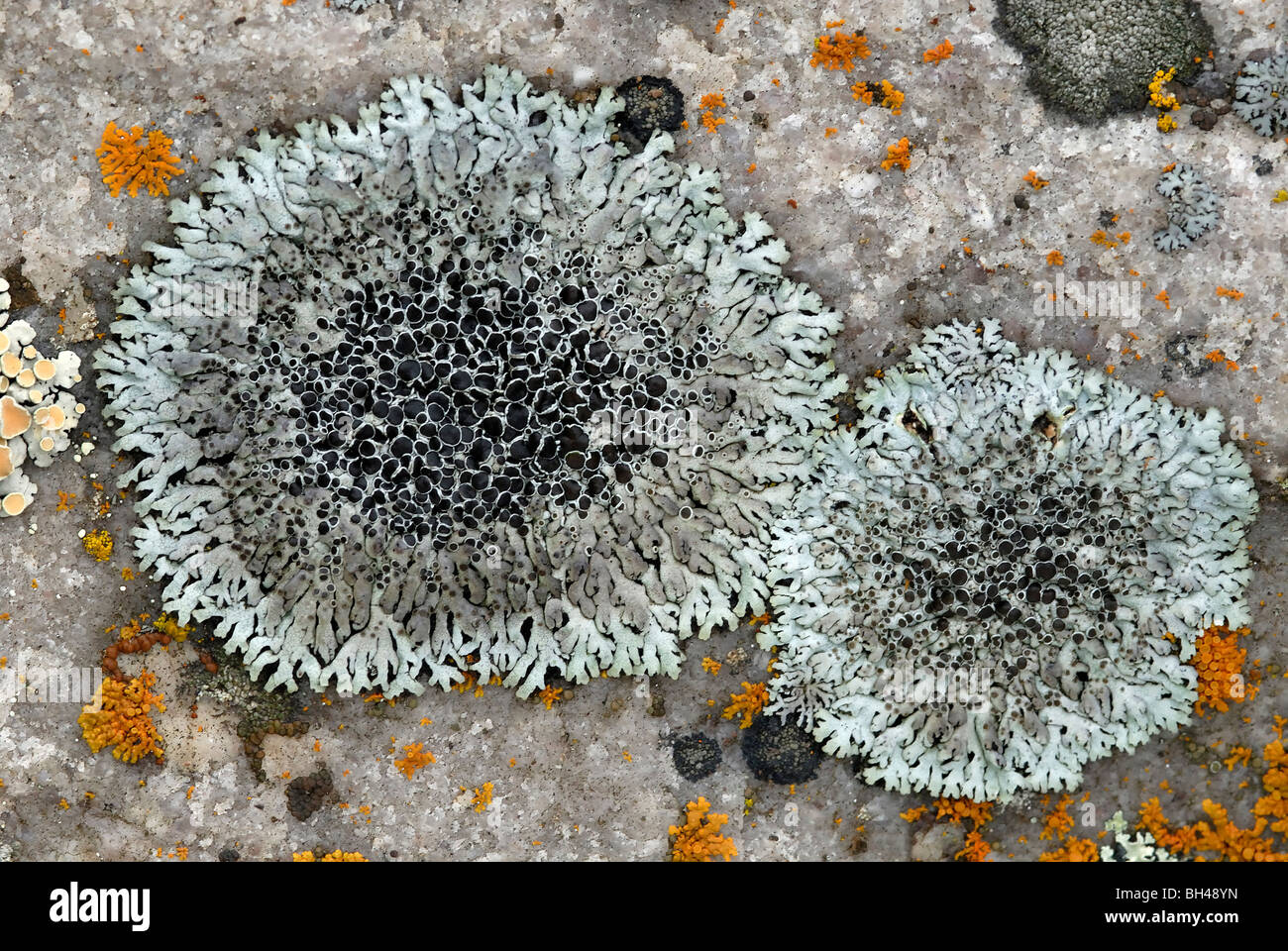 Crottle (Clairmont saxatilis) Parco Nazionale Jasper licheni crescono su rock Foto Stock