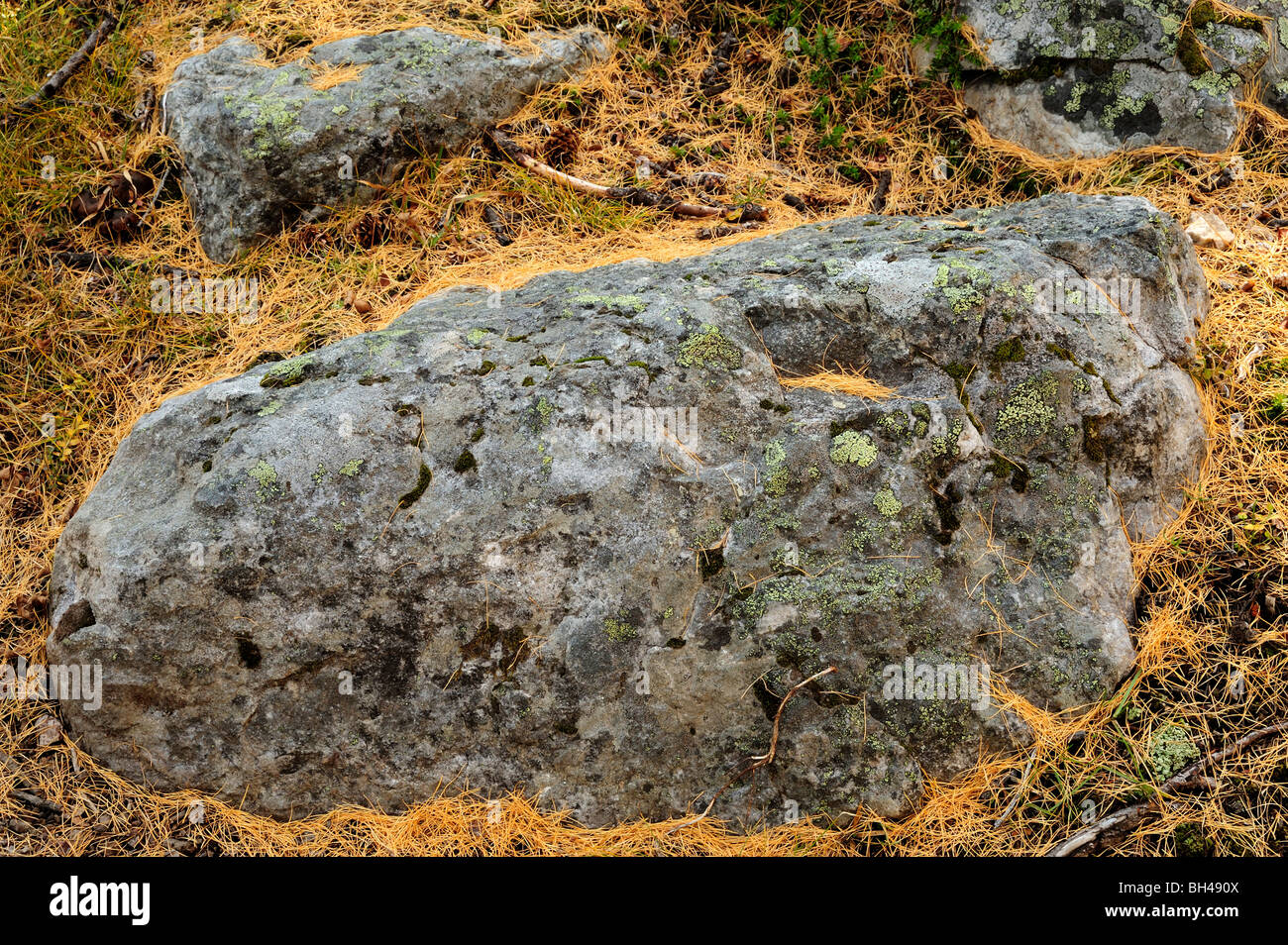 Affioramenti di roccia con caduti aghi di larice, Western larice (Larix occidentalis), il Parco Nazionale di Yoho, BC, Canada Foto Stock
