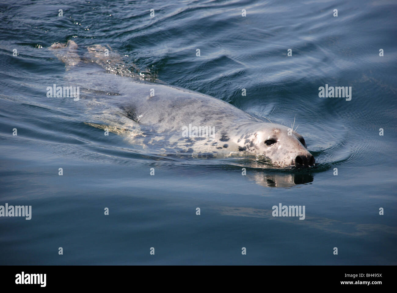 Curioso guarnizione grigio (Halichoerus grypus) nuotare nell'oceano. Foto Stock