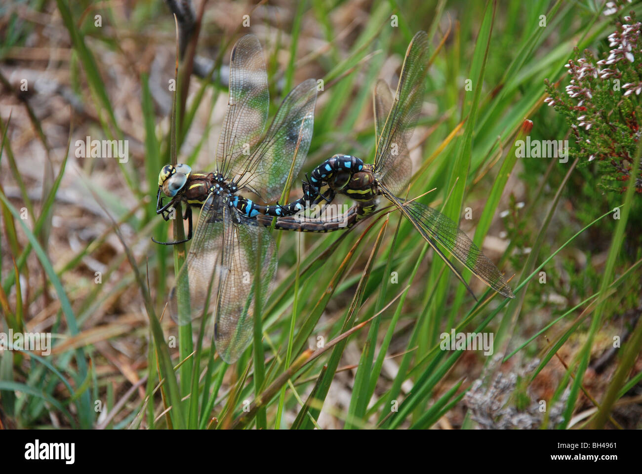 L'imperatore libellule (Anax imperator) coniugata di vegetazione. Foto Stock