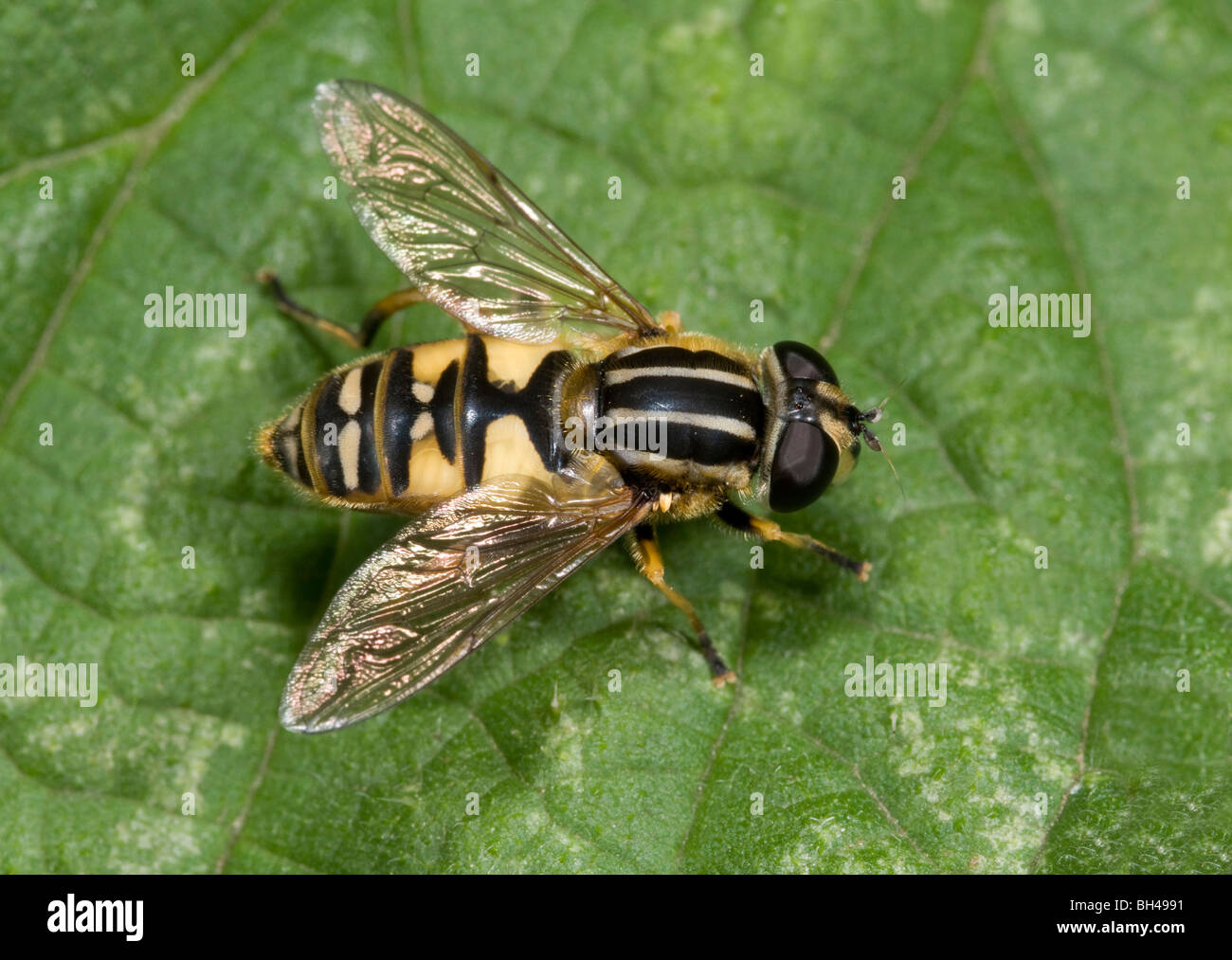 Hoverfly (Helophilus hybridus). Close up di insetto prendere il sole sulle foglie in un legno di Norfolk in estate. Foto Stock