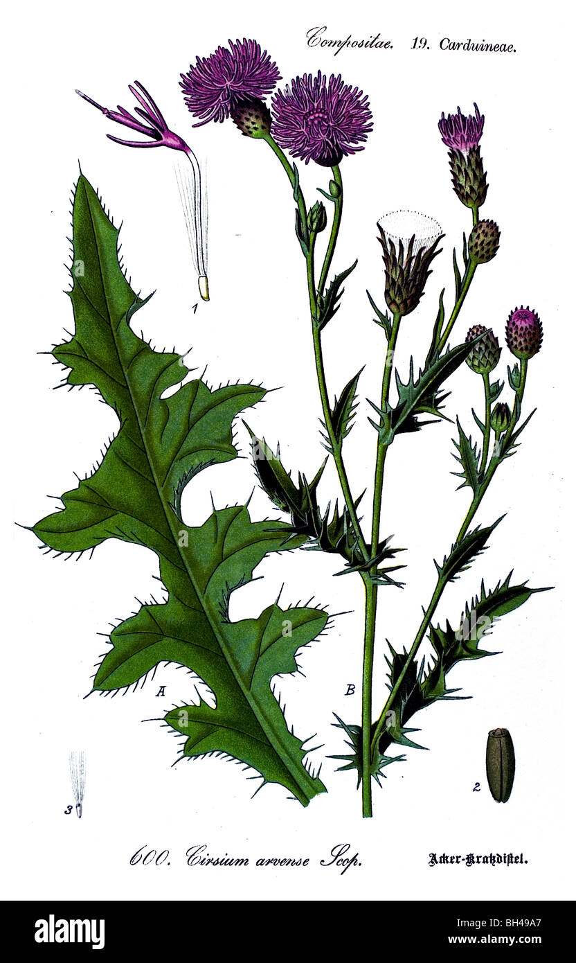 Creeping Thistle, vegetali, piante Foto Stock