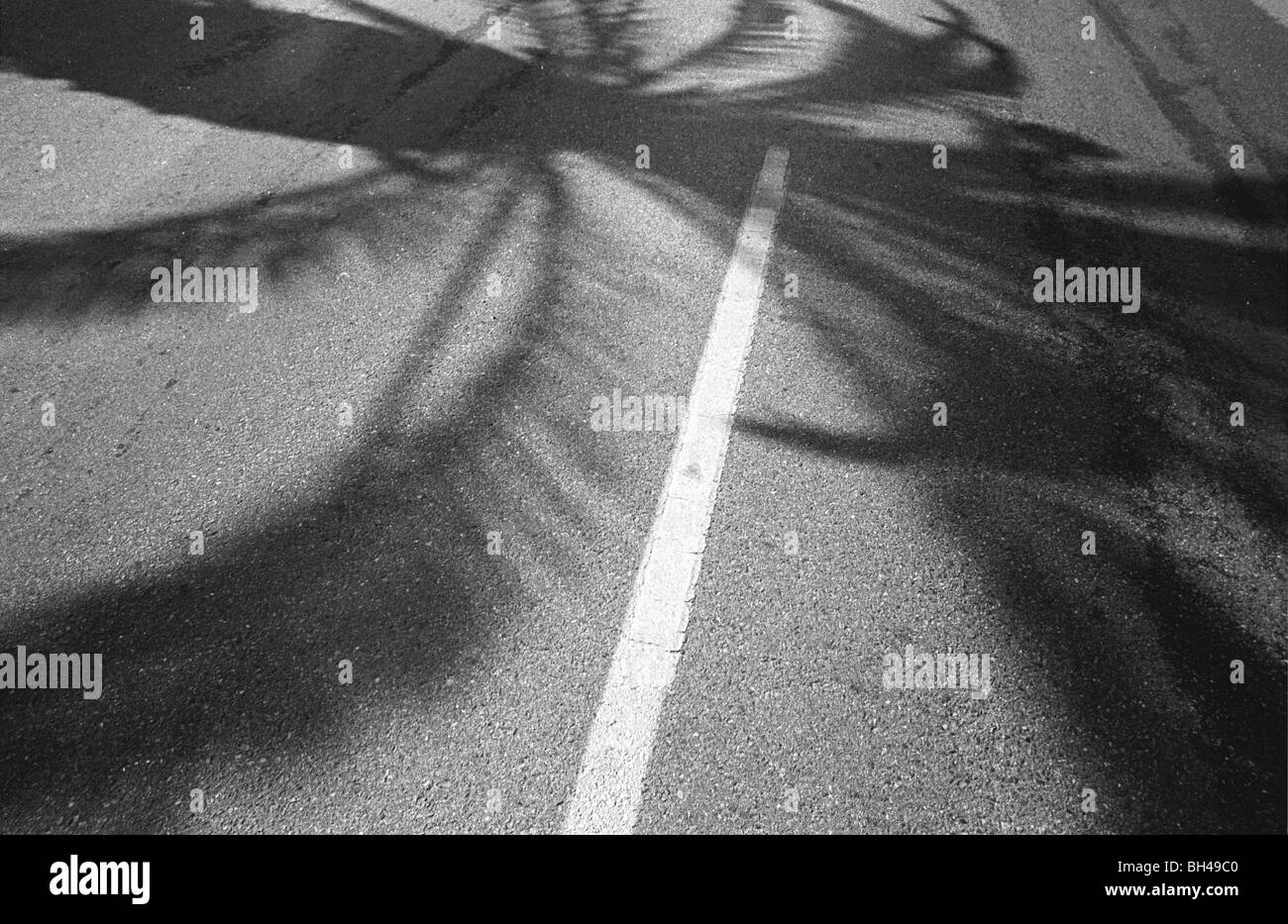 Palme lascia fare le loro ombre attraverso le linee bianche in una strada centrale della California Valley. in bianco e nero in orizzontale Foto Stock