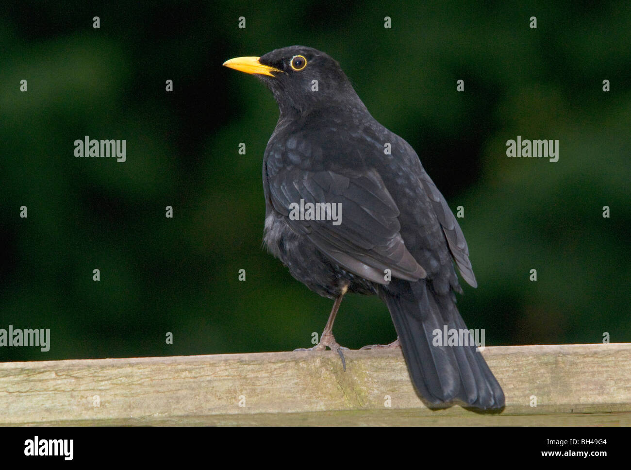 Turdus merula immagini e fotografie stock ad alta risoluzione - Alamy