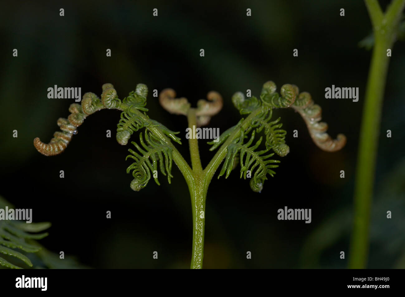 Bracken fern (Pteridium aqualinum) close-up. Foto Stock