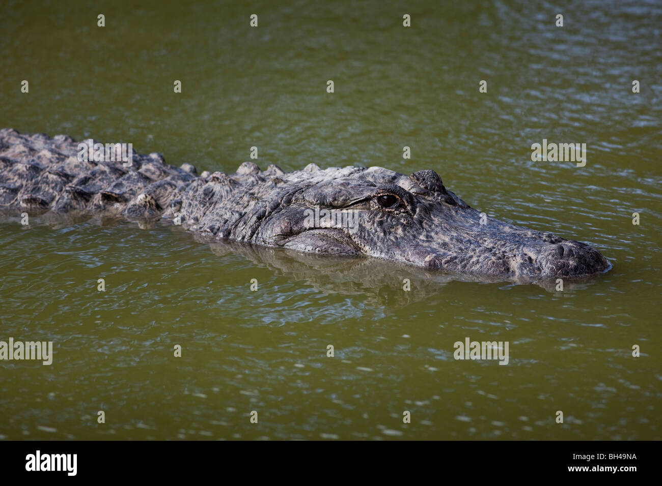 American Alligator Alligator mississippiensis Foto Stock