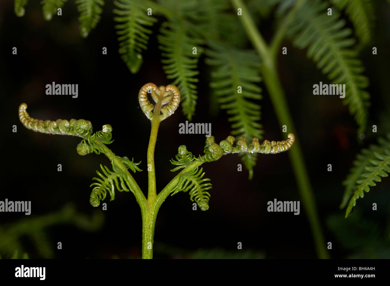 Bracken fern (Pteridium aqualinum). Foto Stock