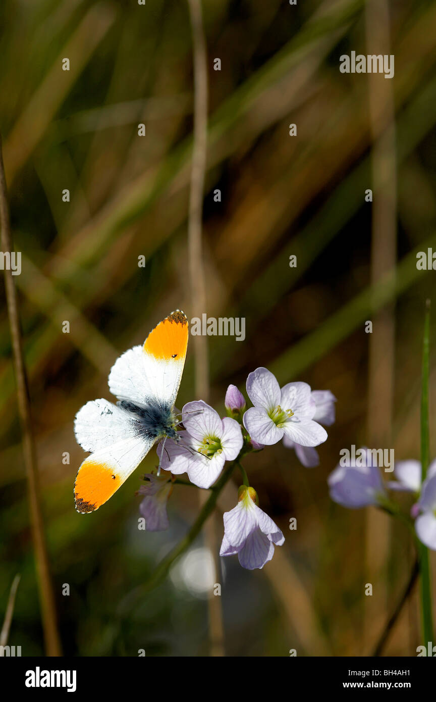 Punta arancione farfalla (Anthocharis cardamines) sui fiori cuculo. Foto Stock