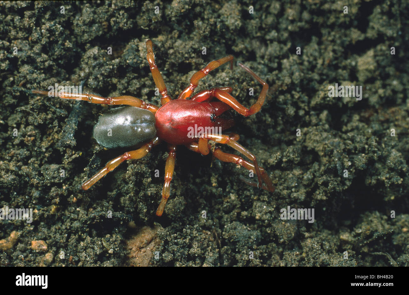 Woodlouse spider (Dysdera crocata) Giardino notturno. Foto Stock