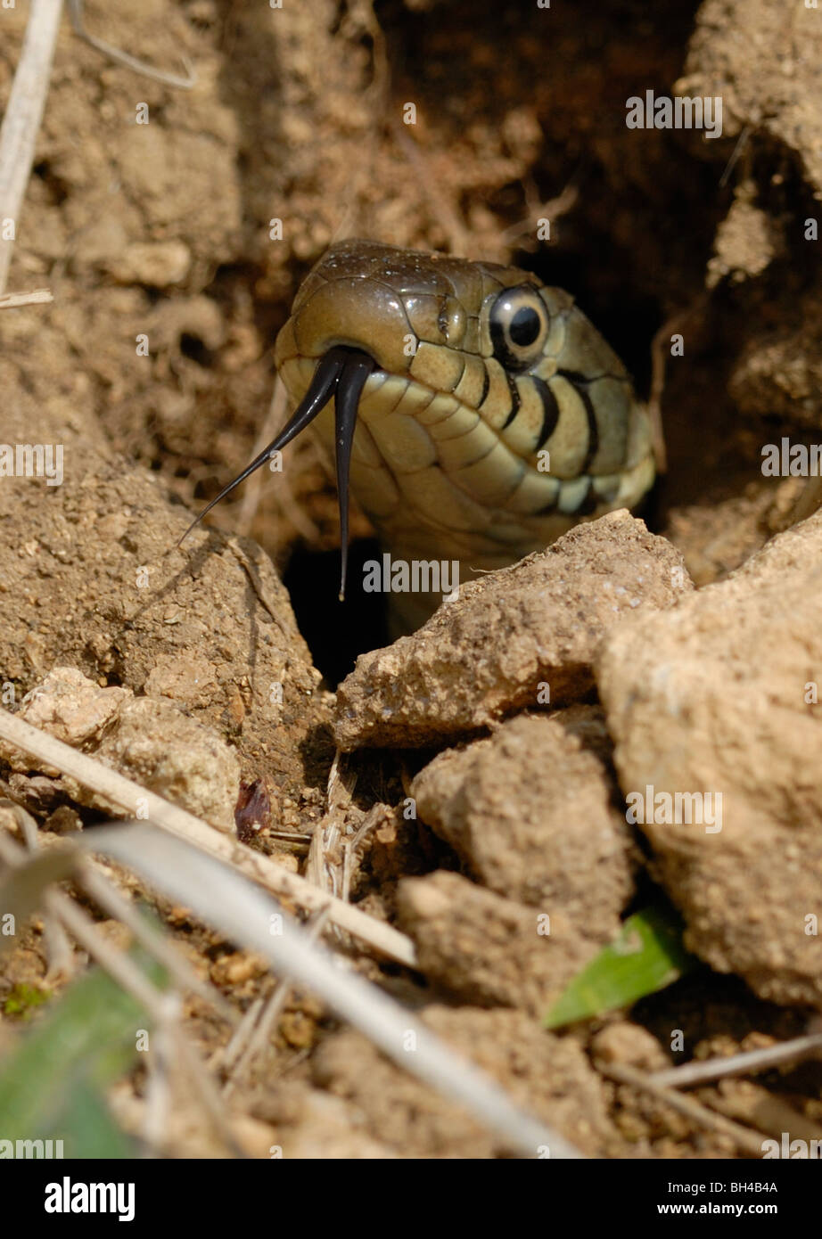 Biscia dal collare (Natrix helvetica) o di inanellare il serpente che emerge dal suo letargo den. Foto Stock