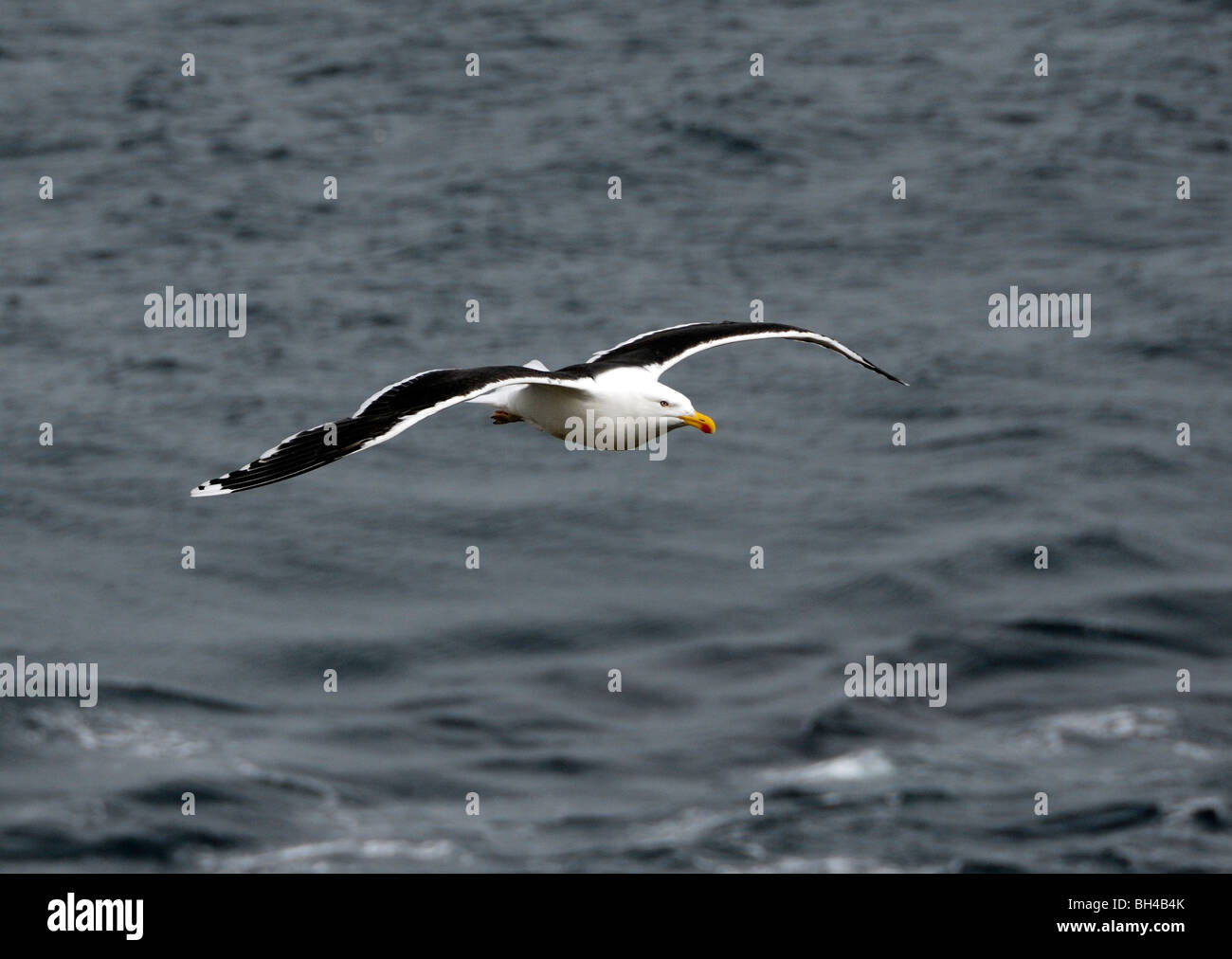 Maggiore nero-backed gull (Larus marinus) scivolando oltre oceano. Foto Stock