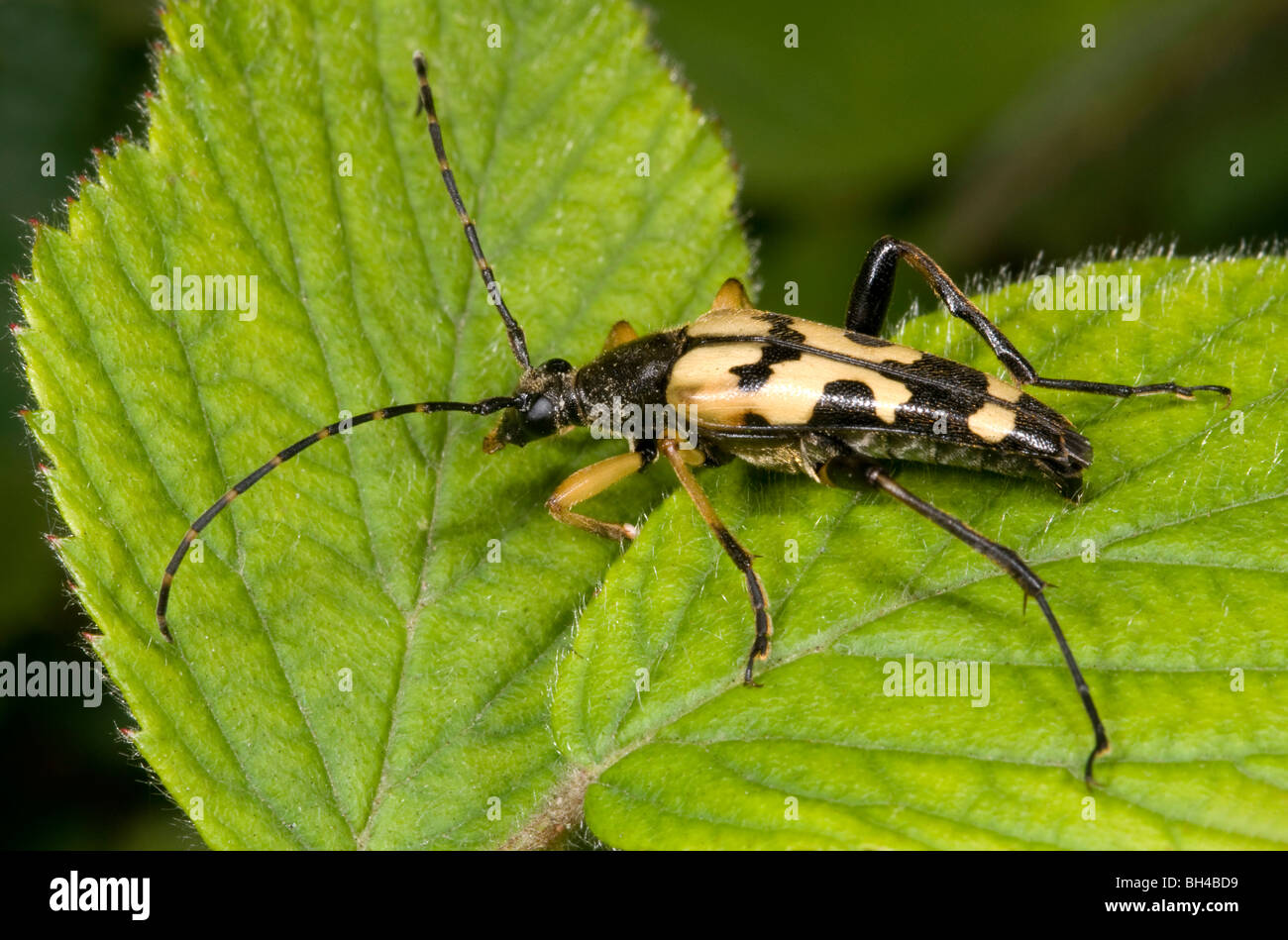 Longhorn beetle (Strangalia maculata). Chiudere l immagine del maggiolino in appoggio sul Rovo foglie in un legno di Norfolk. Foto Stock