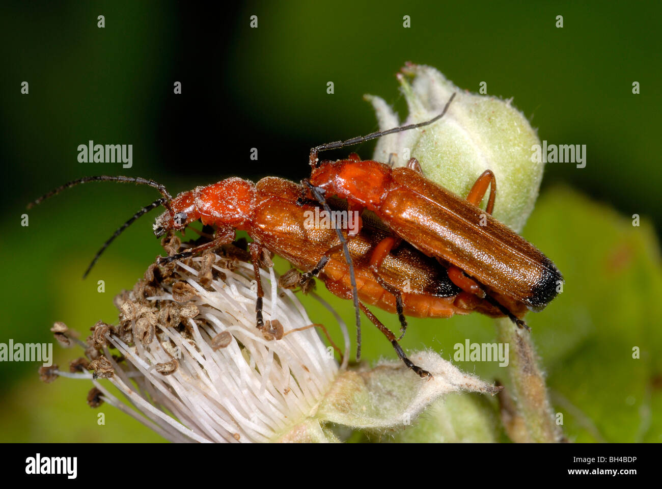 Soldato coleotteri (Rhagonycha fulva). Chiudere l immagine di coleotteri in accoppiamento rovo fiore in un legno di Norfolk. Foto Stock