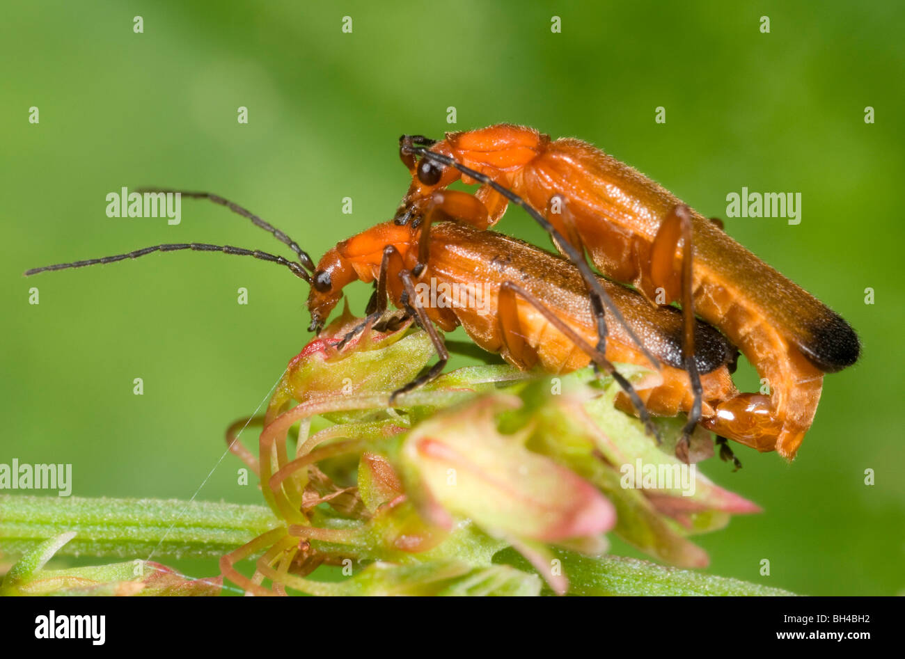 Soldato coleotteri (Rhagonycha fulva). Chiudere l immagine di coleotteri coniugata su foglie in un legno di Norfolk in estate. Foto Stock