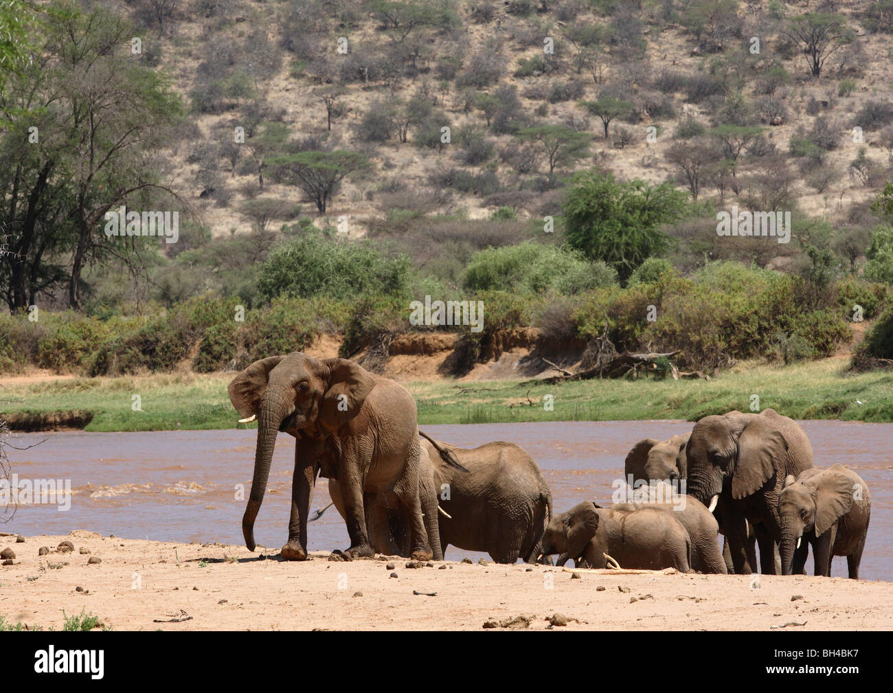 Gruppo di famiglia di elefanti femmina lasciando il fiume di Mara. Foto Stock