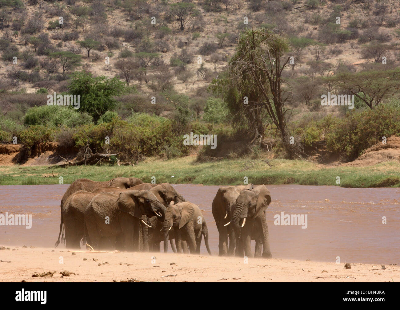 Gruppo di famiglia di elefanti di balneazione e bere nel fiume Masai. Foto Stock