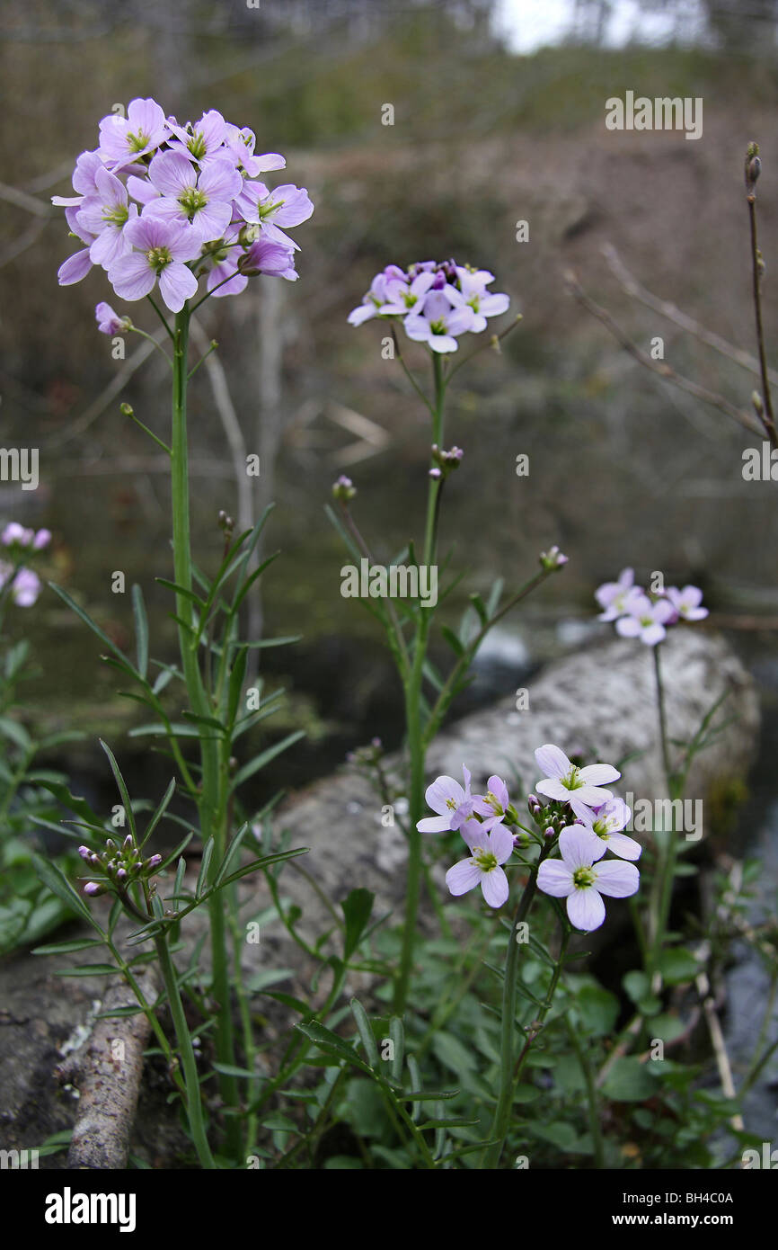 Il cuculo fiore (Cardimine pratense) accanto a un piccolo stagno. Foto Stock
