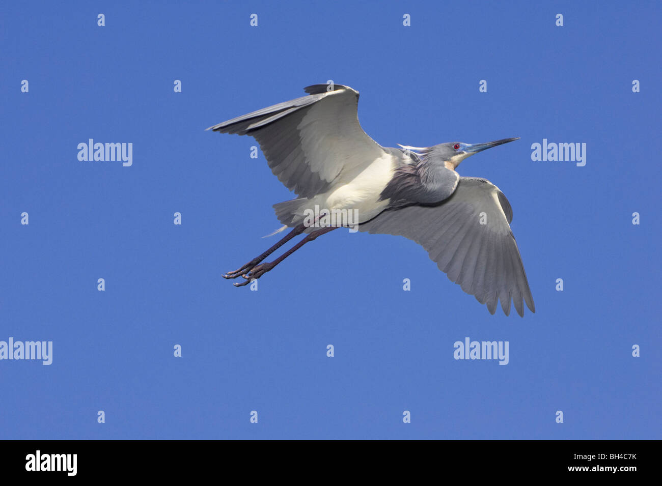 Airone tricolore (Egretta tricolore) in volo su Sant Agostino Alligator Farm. Foto Stock