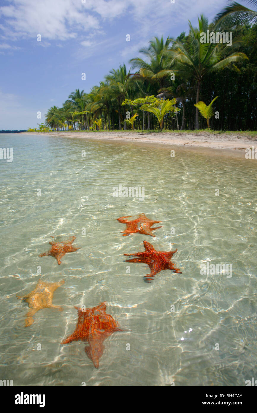 Starfish in Bocas del Toro Foto Stock