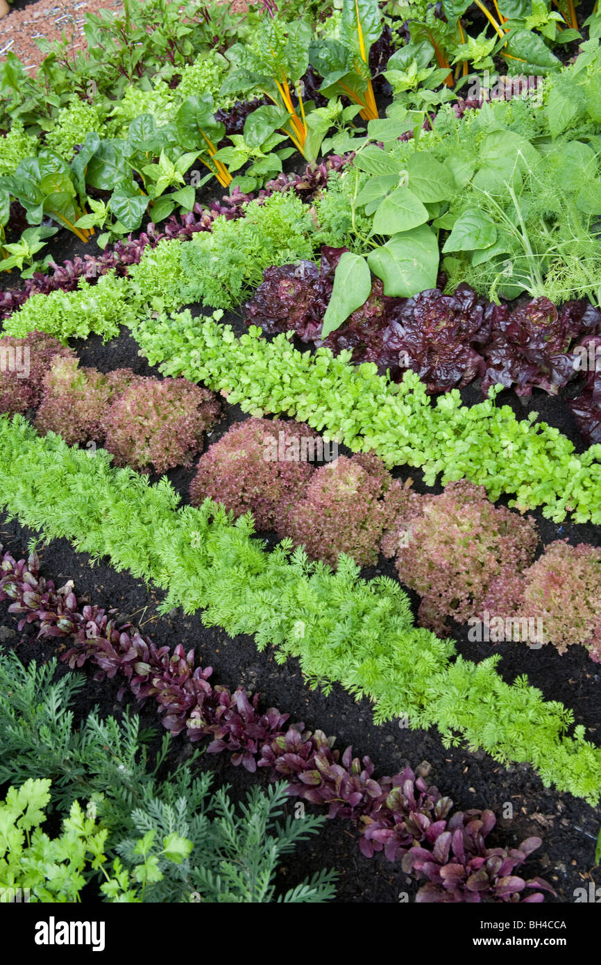 RHS Chelsea flower show 2009 mostra righe verdure miste letti garden, sponsor Eden Project medaglia d'argento garden Foto Stock