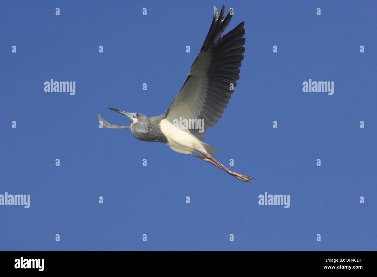 Airone tricolore (Egretta tricolore) in volo su Sant Agostino Alligator Farm. Foto Stock