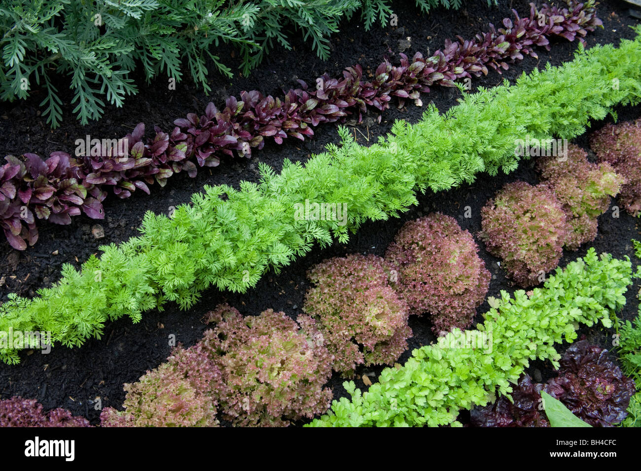 RHS Chelsea flower show 2009 mostra righe verdure miste letti garden, sponsor Eden Project medaglia d'argento Foto Stock