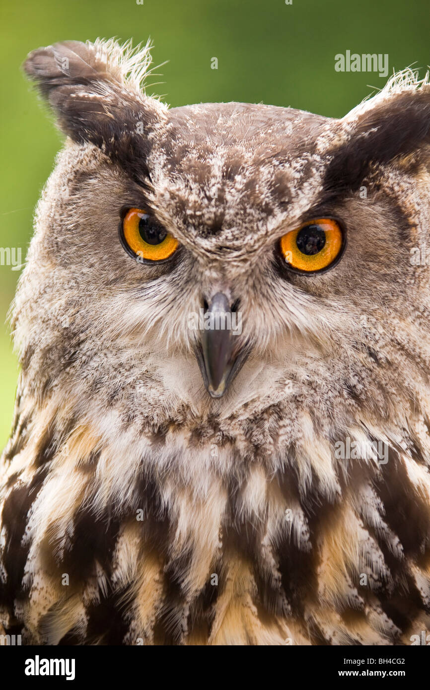 Close-up etiope gufo reale nel mondo Owl Centre di Muncaster Castle. Foto Stock