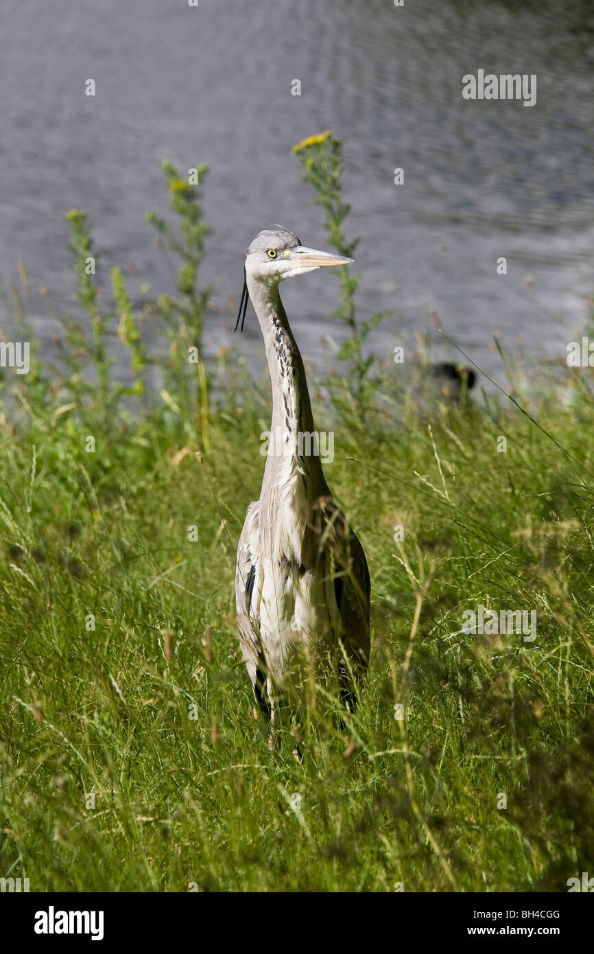 Un Airone cenerino in appoggio al sole al lago di Regent Park. Foto Stock