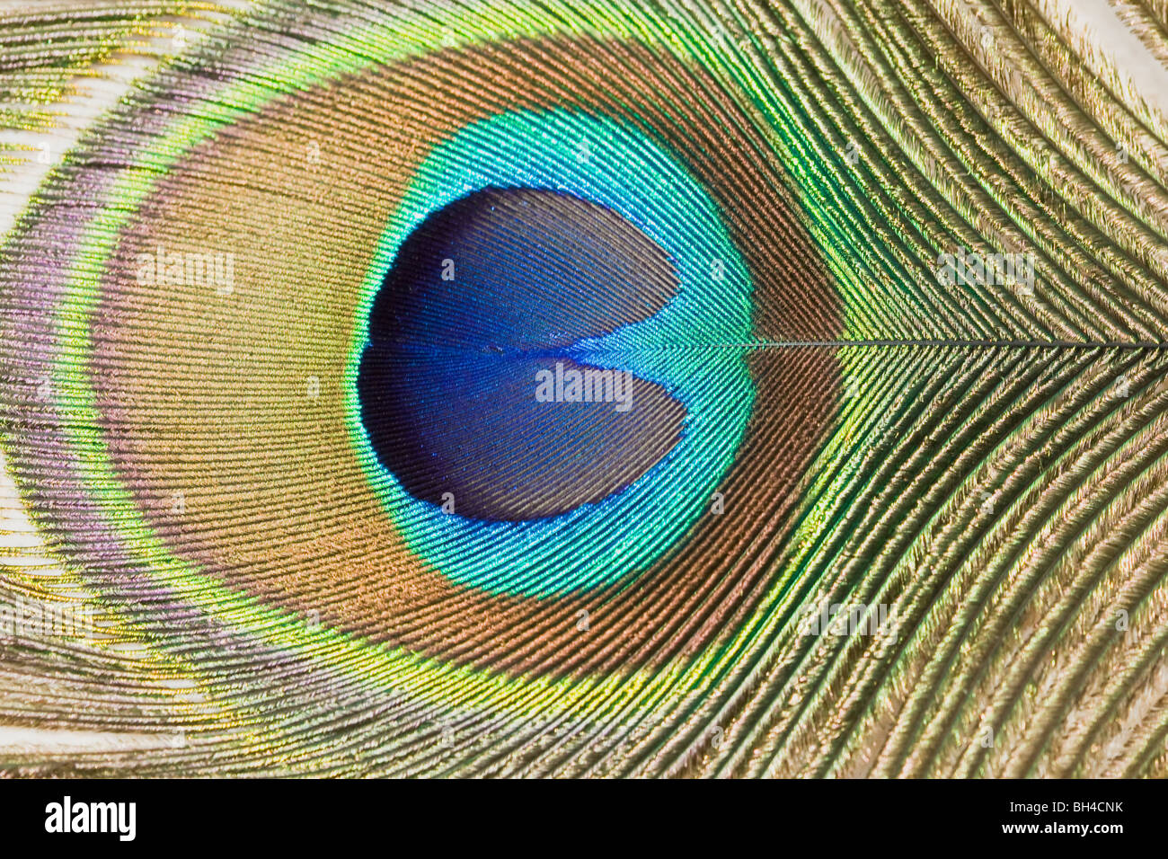 Uno di una serie di occhi sul treno di piume di un pavone. Foto Stock