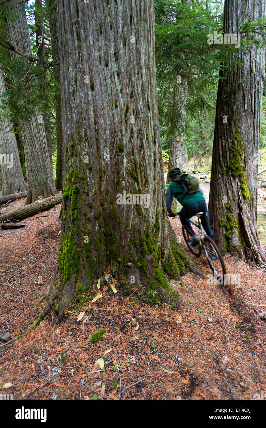 Un mountain biker cavalca un sentiero tra giganteschi alberi di cedro in Idaho settentrionale. Foto Stock