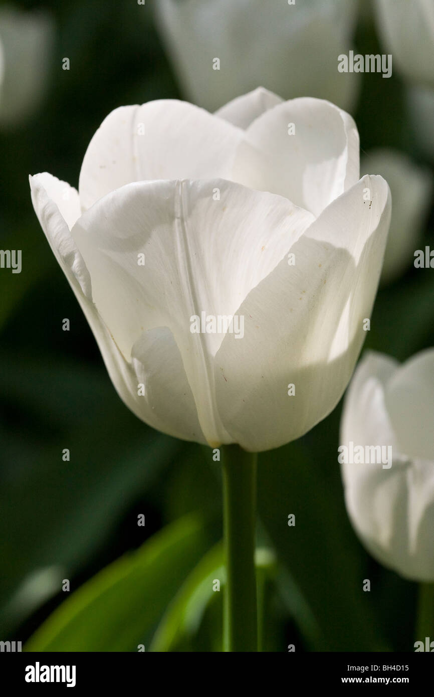 Tulipani bianco sotto il sole di Keukenhof tulip park. Foto Stock