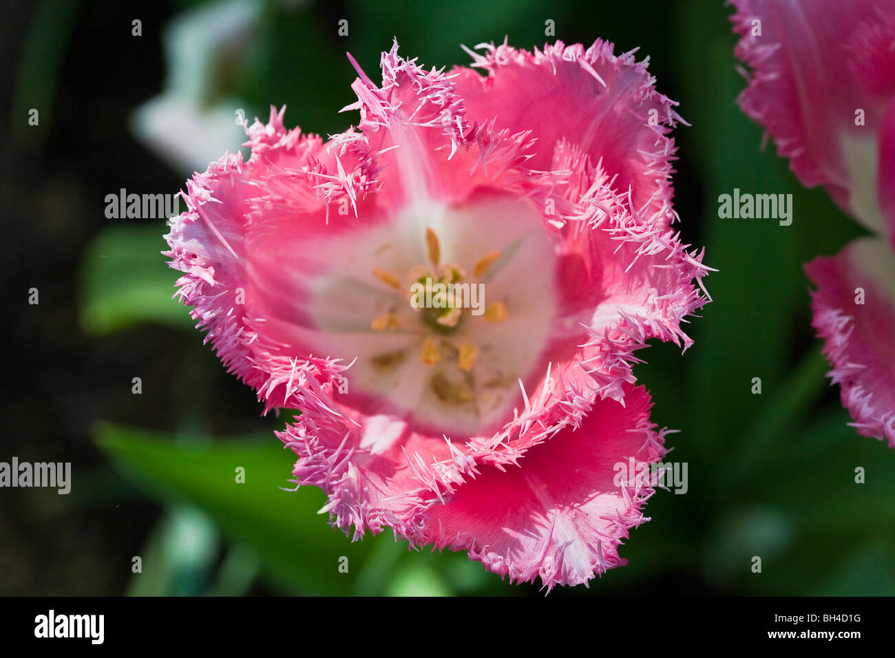 Colori misti tulipani a Keukenhof tulip park. Foto Stock