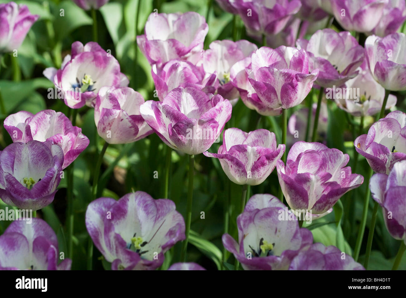 Colori misti tulipani a Keukenhof tulip park. Foto Stock