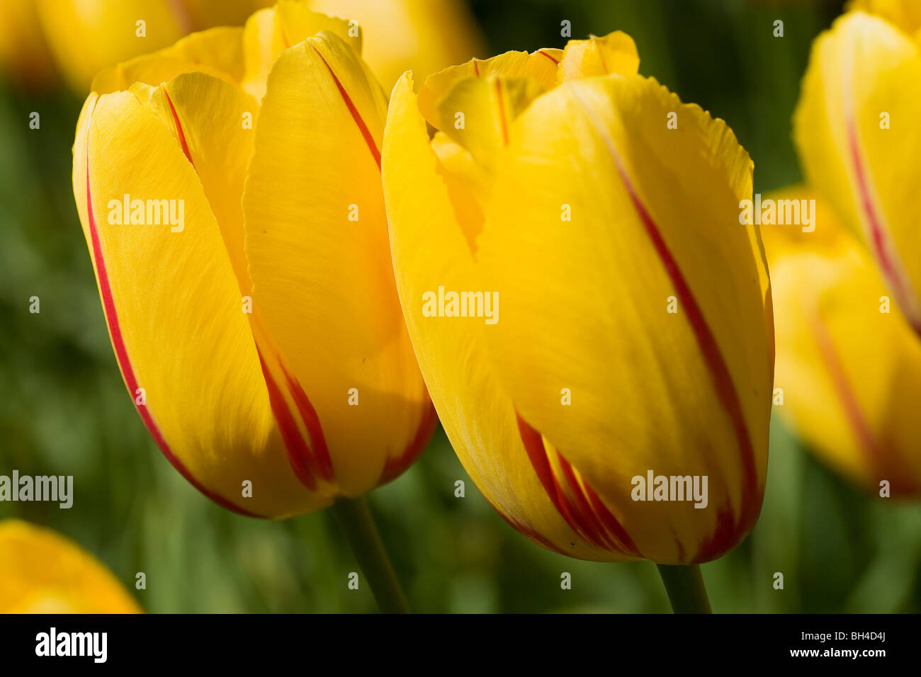 Colori misti tulipani a Keukenhof tulip park. Foto Stock
