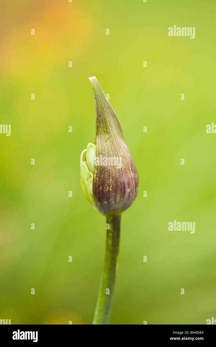 Un fresco e nuovo germoglio di fiore di agapanthus in Royal Edinburgh Giardino Botanico. Foto Stock