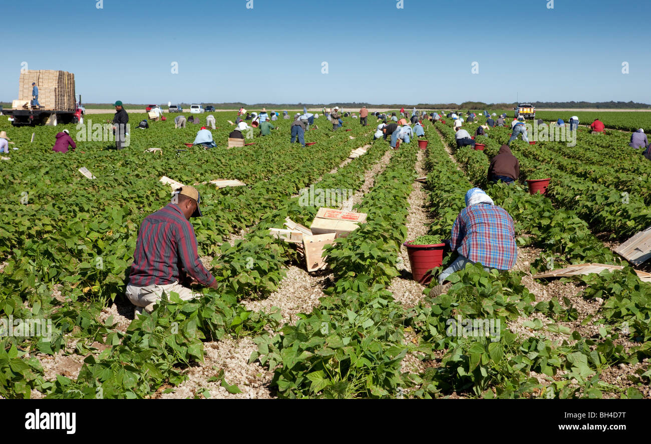 Raccolta di fagioli, manodopera migrante, sud della Florida Agricoltura Foto Stock