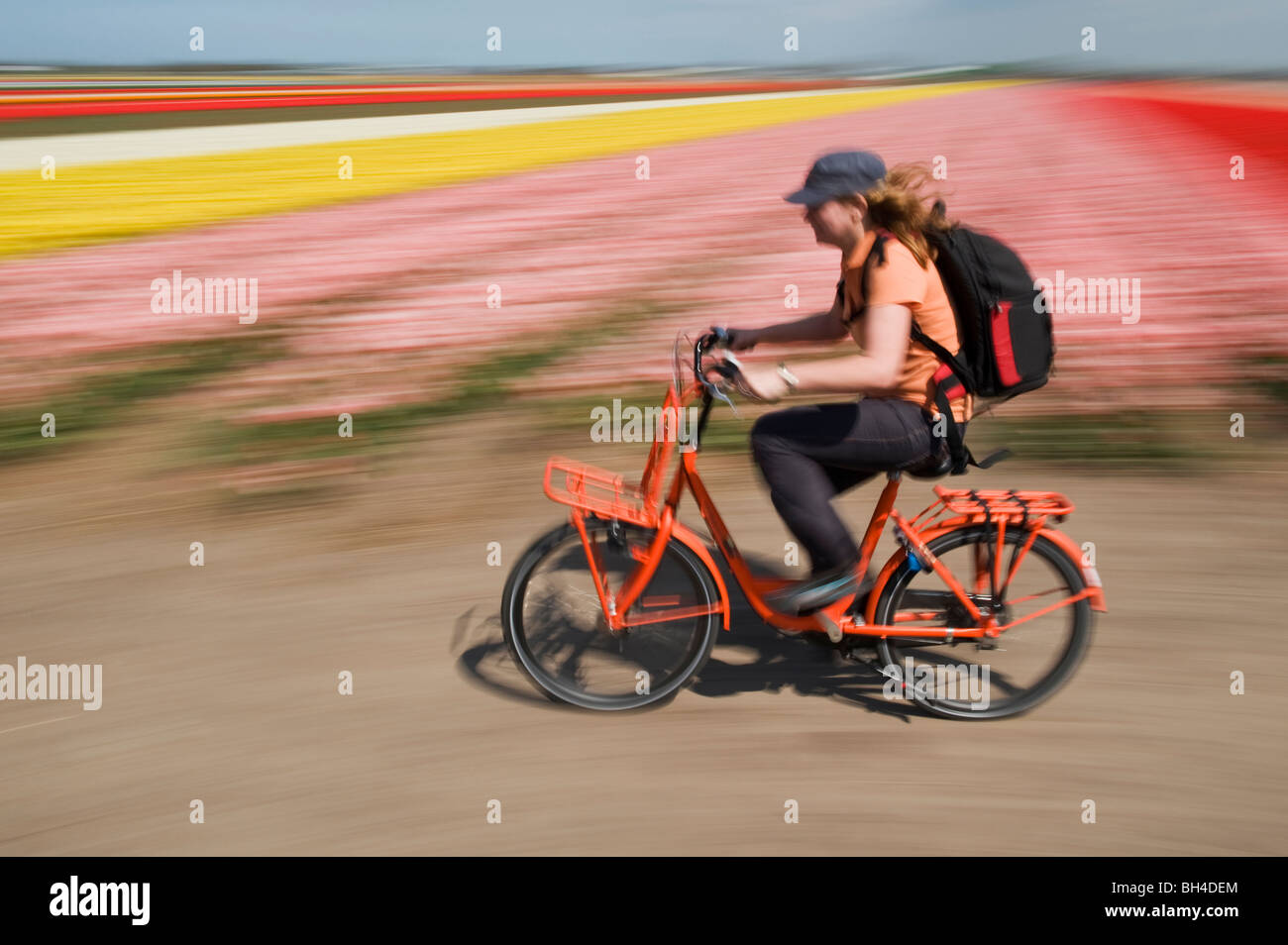 Una donna in sella la sua bici vicino a campi di tulipani in Lisse, Paesi Bassi. Foto Stock