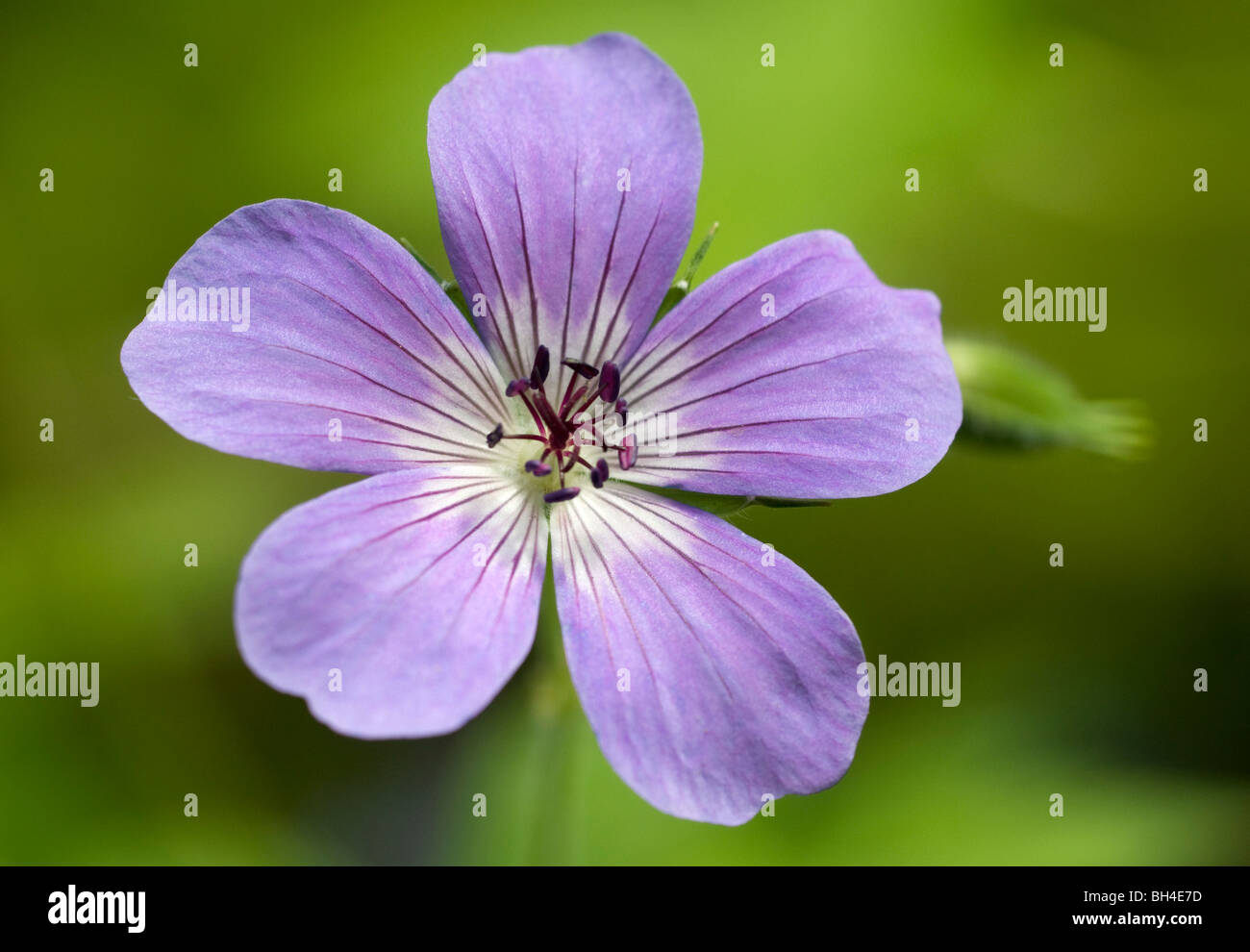 Close-up di immagine singola geranio " Orion " fiore nel giardino. Foto Stock Close-up di immagine singola geranio " Orion " fiore nel giardino. Foto Stock